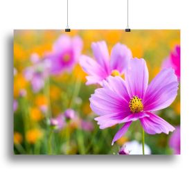 Pink cosmos in the flower fields Canvas Print or Poster (Type: Standard Framed Canvas Print, size: 16" x 12" / 42cm x 30cm (approx))