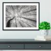 Spring Crown Of Trees Framed Print