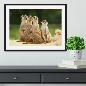 Meerkats Suricata all sit together Framed Print (Color: Black/With White Edging, size: 24" x 16" / 60cm x 40cm (approx))