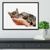 Little baby cat sleeping in male arms Framed Print