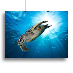 Turtle dive Canvas Print or Poster (Type: Poster Print, size: 40" x 26" / 100cm x 65cm (approx))