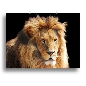 Lion head Canvas Print or Poster (Type: Poster Print, size: 28" x 20" / 70cm x 50cm (approx))