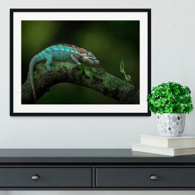 Chamelon Catching Its Prey Framed Print (Color: Natural/With White Edging, size: 18" x 12" / 48cm x 30cm (approx))