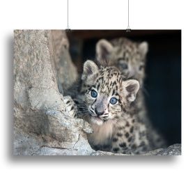 Snow leopard baby portrait Canvas Print or Poster (Type: Standard Framed Canvas Print, size: 32" x 24" / 80cm x 60cm (approx))