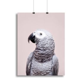 African Grey Canvas Print or Poster (Type: Standard Framed Canvas Print, size: 28" x 20" / 70cm x 50cm approx)