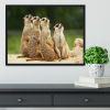 Meerkats Suricata all sit together Framed Print