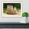 Meerkats Suricata all sit together Framed Print