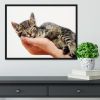 Little baby cat sleeping in male arms Framed Print