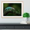 Chamelon Catching Its Prey Framed Print