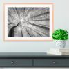 Spring Crown Of Trees Framed Print