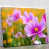 Pink cosmos in the flower fields Canvas Print or Poster